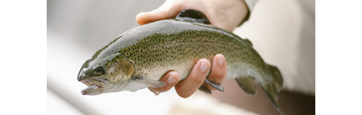  When trout fishing in winter it is key to adjust tactics from what is done during the warmer months. 