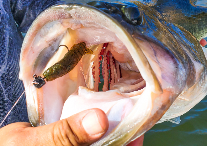Explore Freshwater and Saltwater Fishing Lures and Rods - Savage Gear US