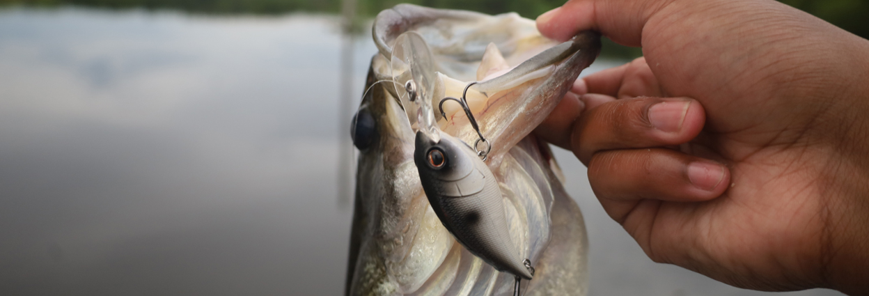 Angler holding bass with crankbait hanging from lip 