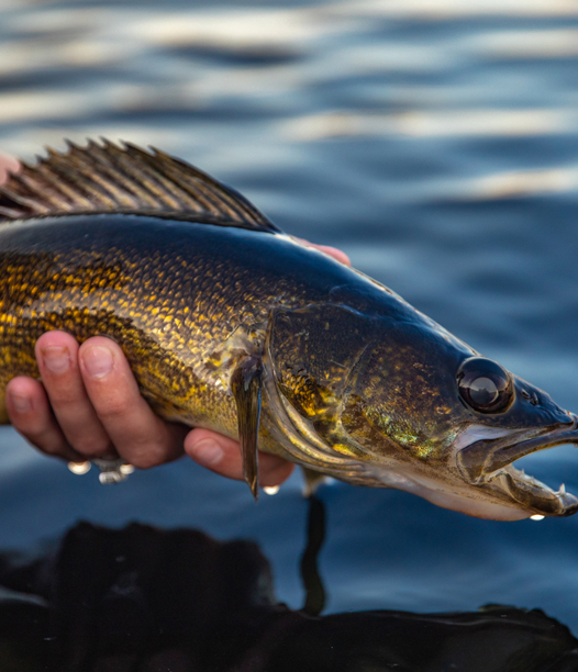 Dock Talk the Right Spinning Reel for Walleye