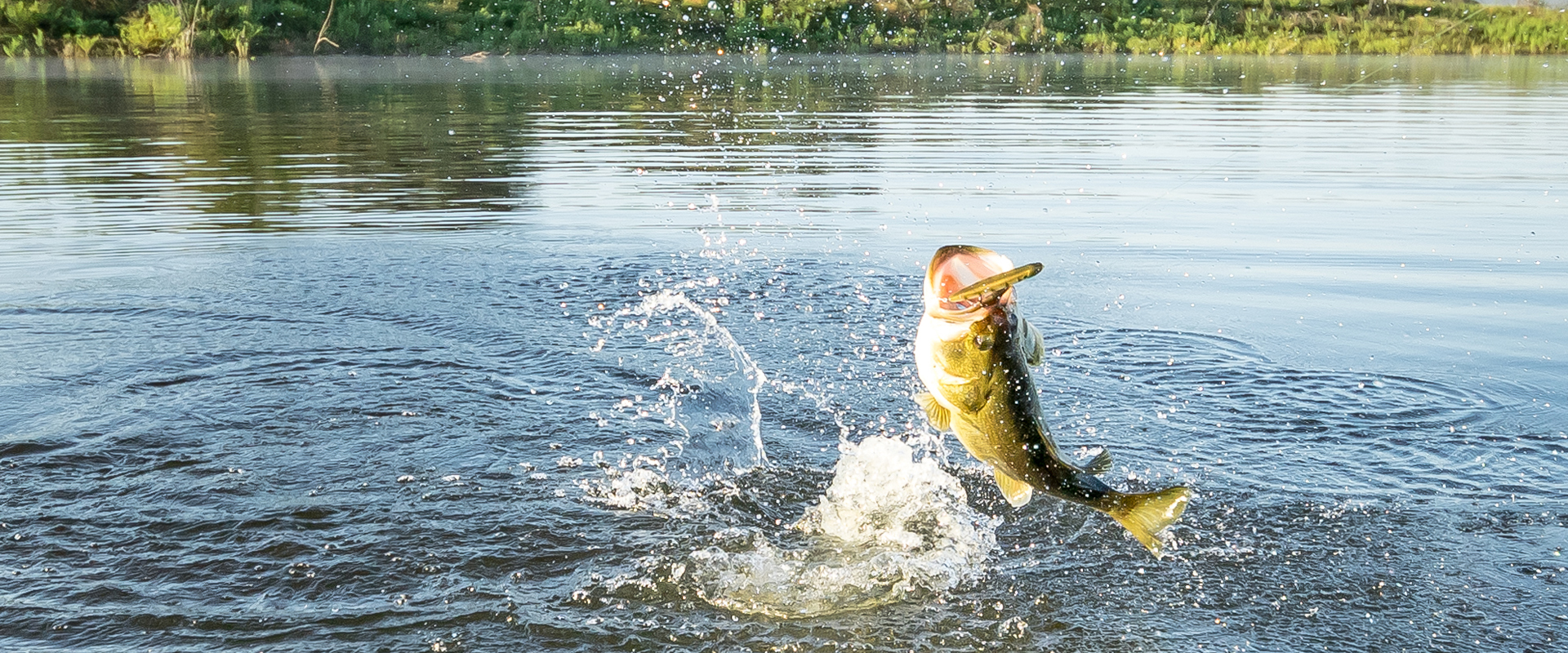 largemouth bass jumping for bait